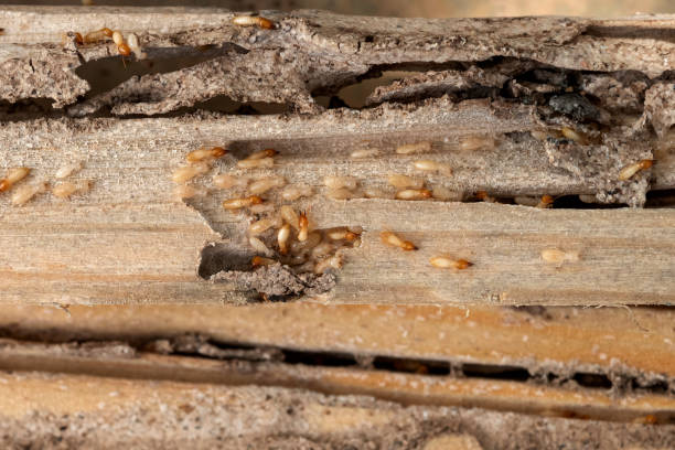 Best Spider Control Near Me  in Williston Highlands, FL