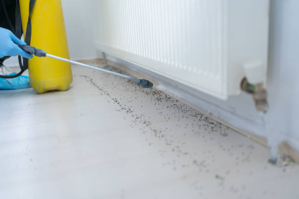 Best Local Pest Control Services  in Williston Highlands, FL